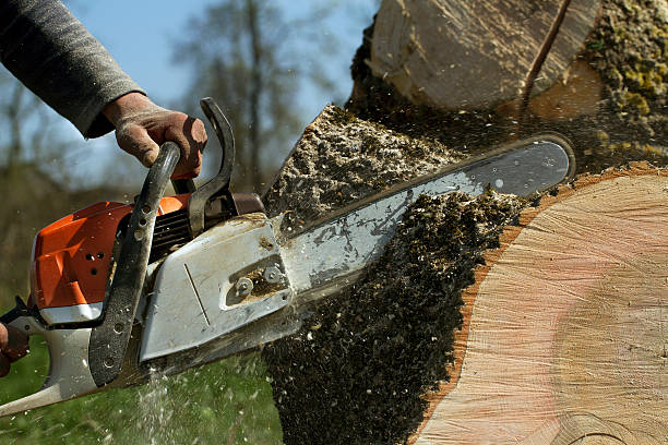 Large Tree Removal in Provo, UT